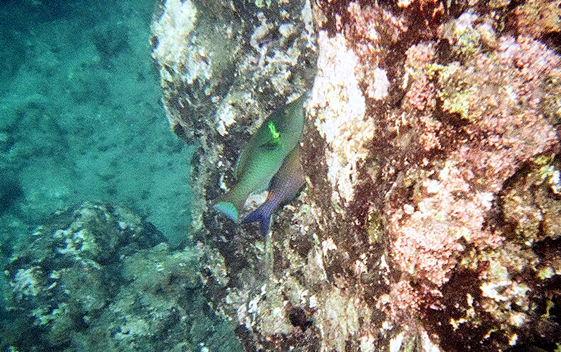 Snorkeling at&nbsp;Nualolo Napali Coast Boat Tour | Footsteps of a Dreamer