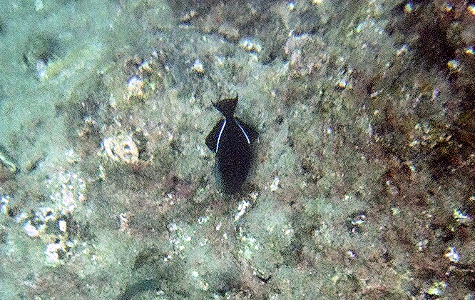 Snorkeling at&nbsp;Nualolo Napali Coast Boat Tour | Footsteps of a Dreamer