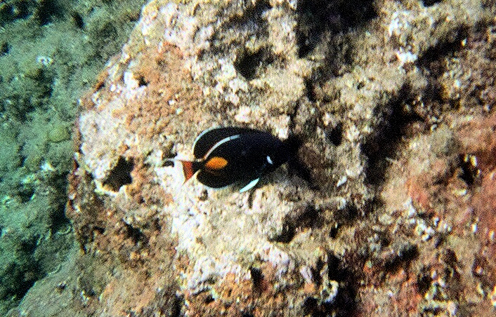 Snorkeling at&nbsp;Nualolo Napali Coast Boat Tour | Footsteps of a Dreamer