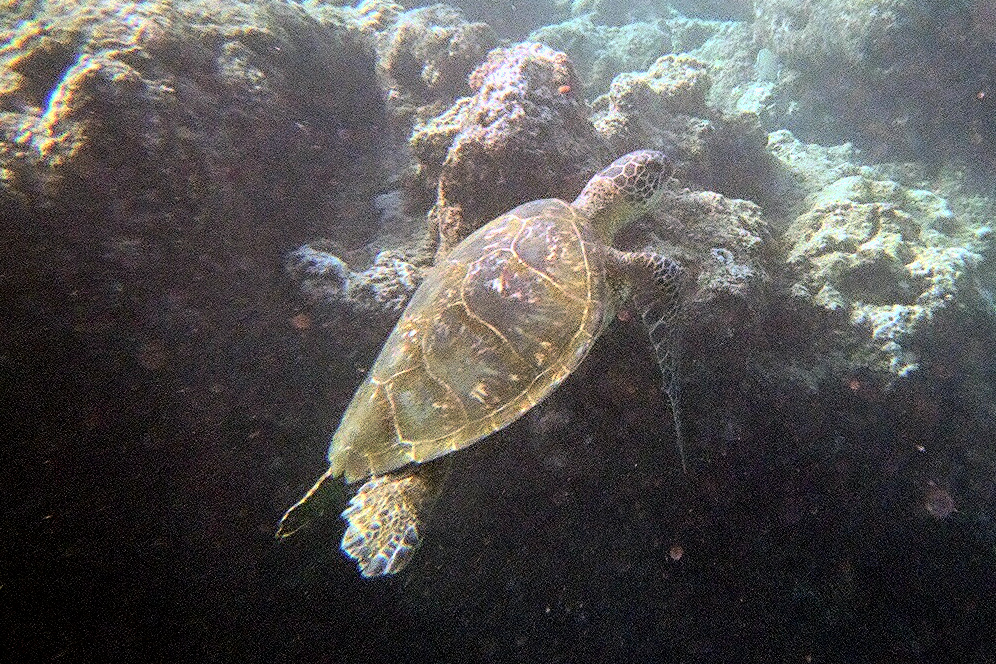 Snorkeling at&nbsp;Nualolo Napali Coast Boat Tour | Footsteps of a Dreamer