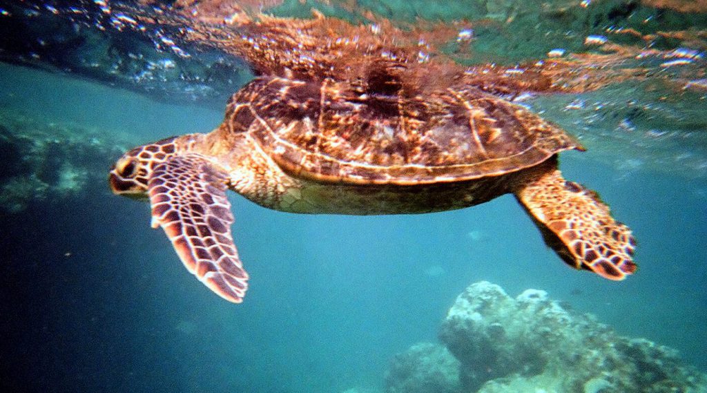 Snorkeling at Nualolo Napali Coast Boat Tour | Footsteps of a Dreamer