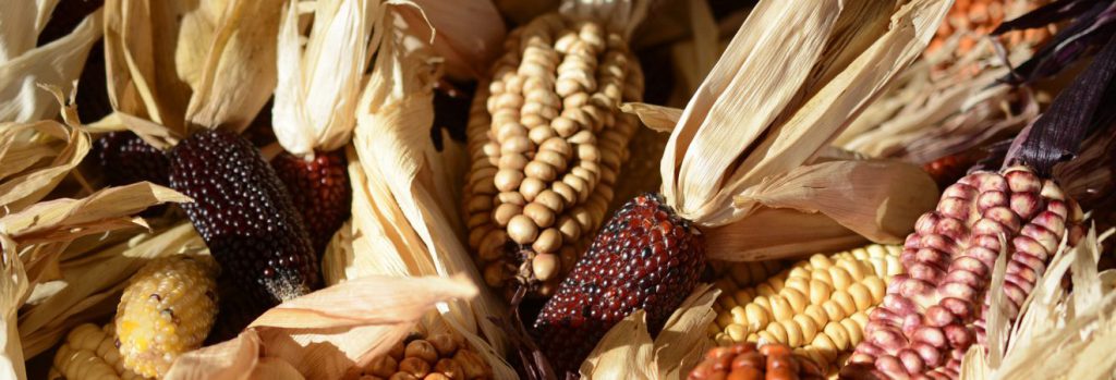 Thanksgiving Around the World - Ornamental Corn