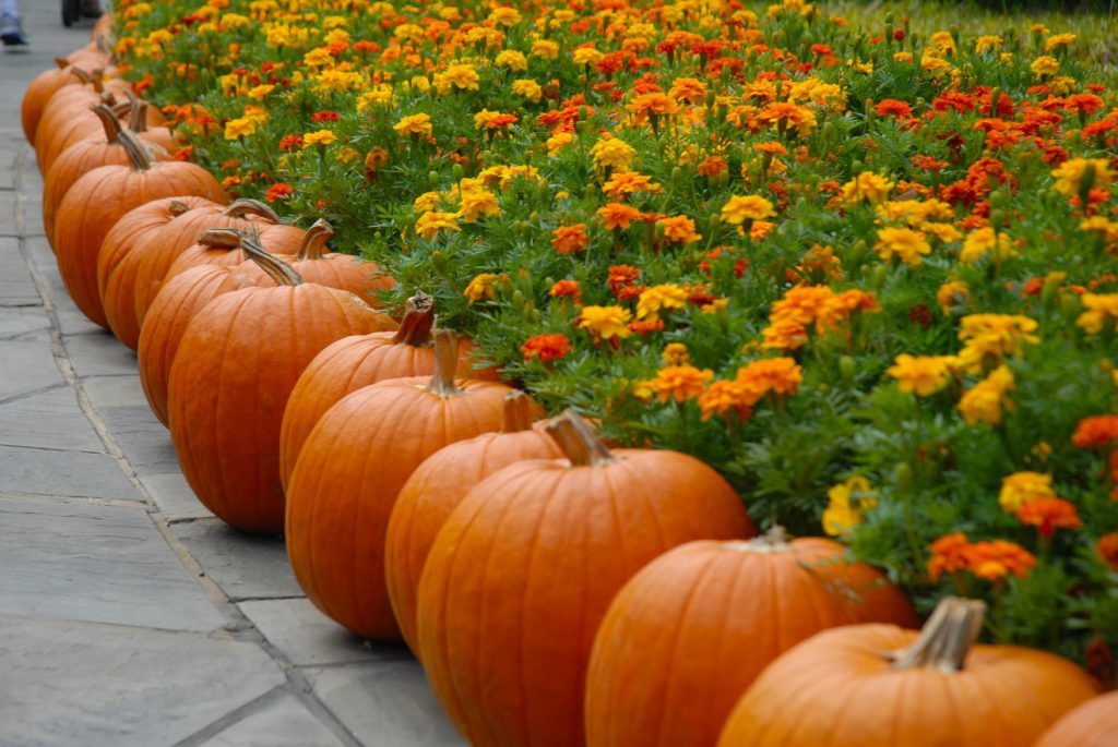 Thanksgiving Around the World - Pumpkins