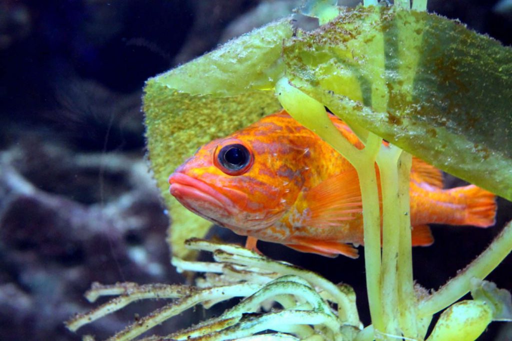 Chicago Shedd Aquarium | Footsteps of a Dreamer