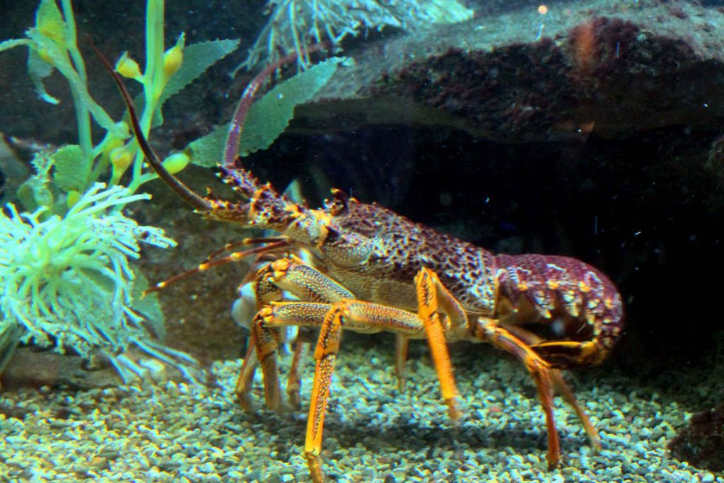 Chicago Shedd Aquarium | Footsteps of a Dreamer