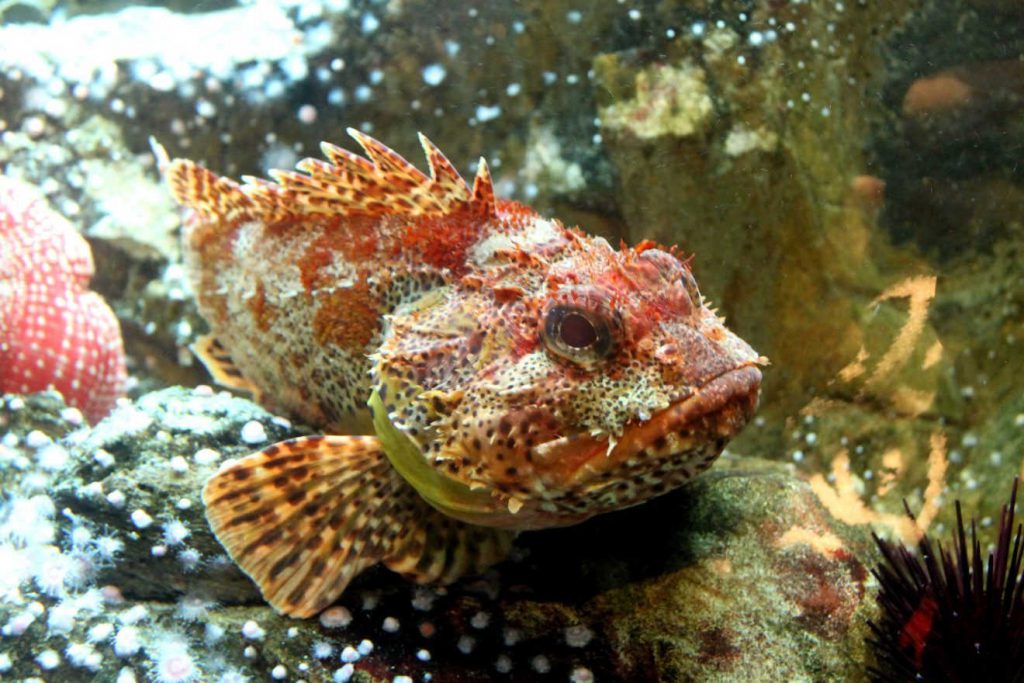 Chicago Shedd Aquarium | Footsteps of a Dreamer