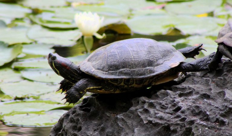 Best Parks and Gardens in Tokyo, Japan | Footsteps of a Dreamer