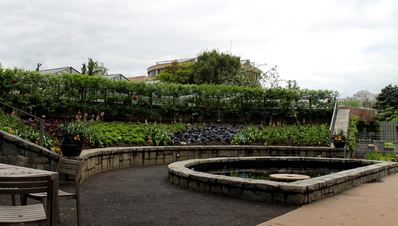 Edible and Kitchen Garden