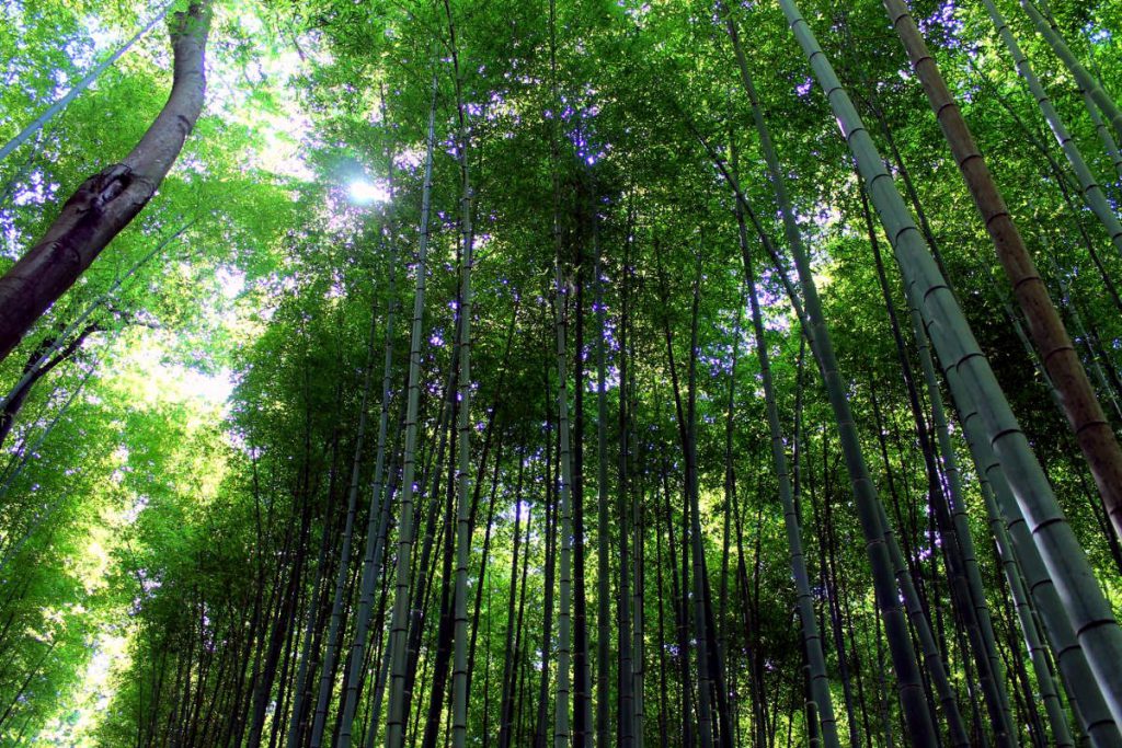 Arashiyama Bamboo Grove | Footsteps of a Dreamer