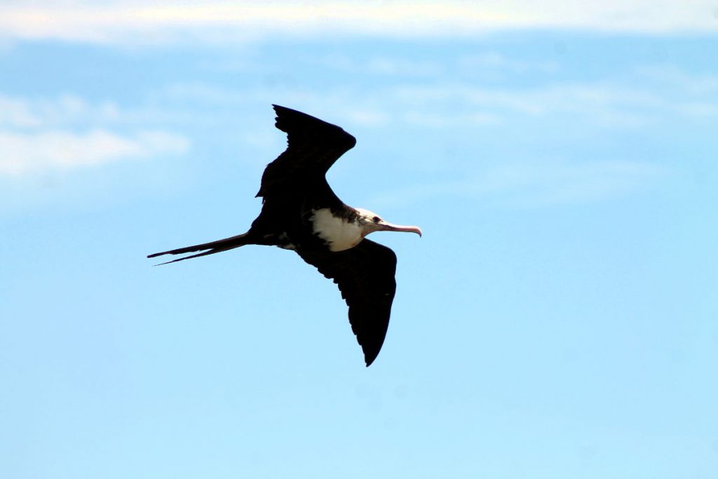 Kilauea Point National Wildlife Refuge | Footsteps of a Dreamer