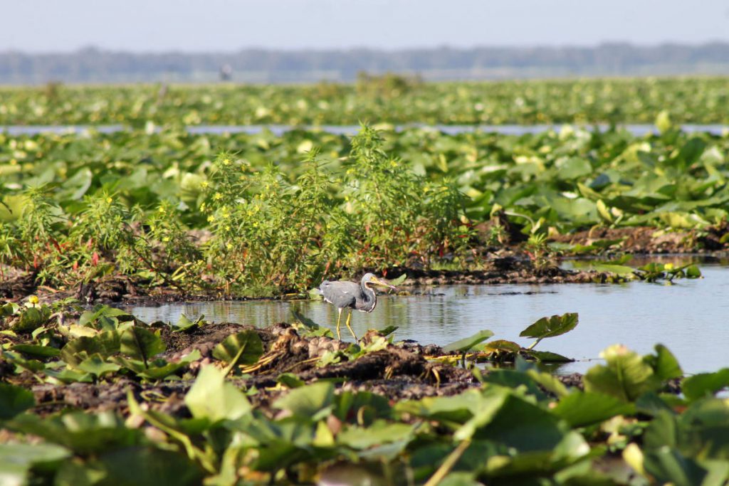 Boddy Creek Airboat Adventures Orlando Florida | Footsteps of a Dreamer