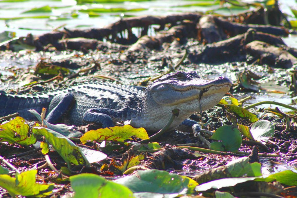 Boddy Creek Airboat Adventures Orlando Florida | Footsteps of a Dreamer