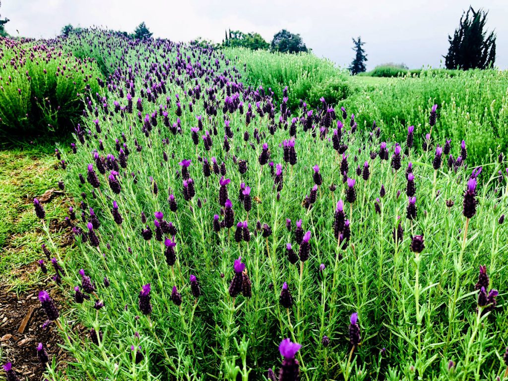 Lavender Farm Maui Hawaii | Footsteps of a Dreamer