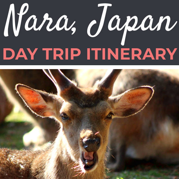 Day Trip to Nara Itinerary | Footsteps of a Dreamer