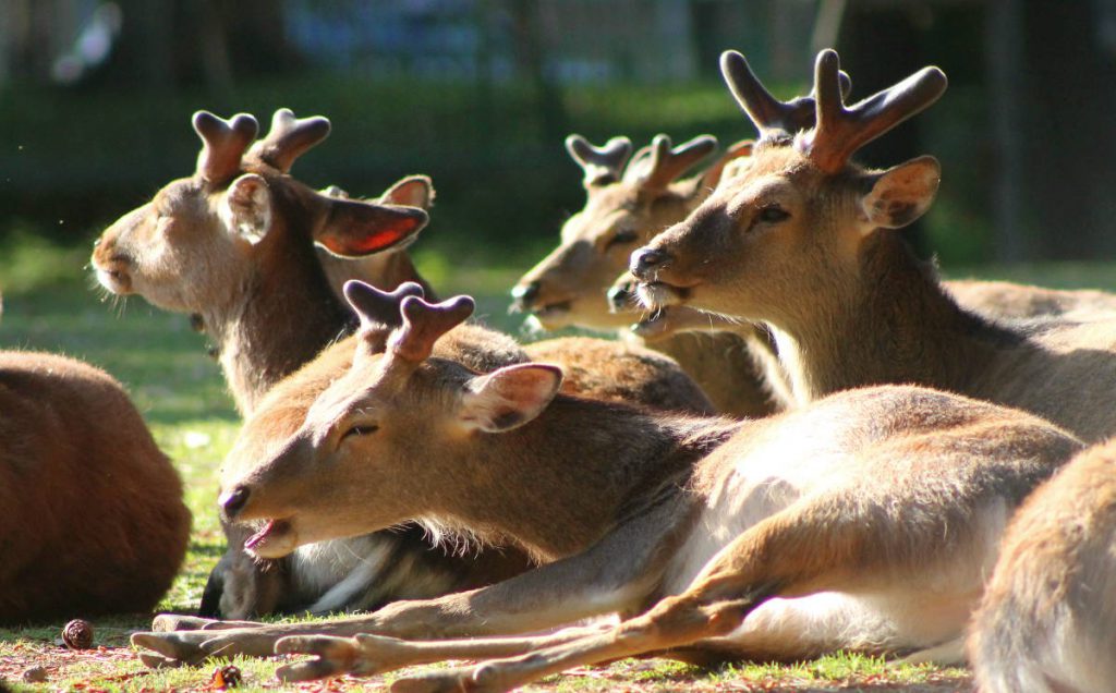 Nara Park Deer | Footsteps of a Dreamer