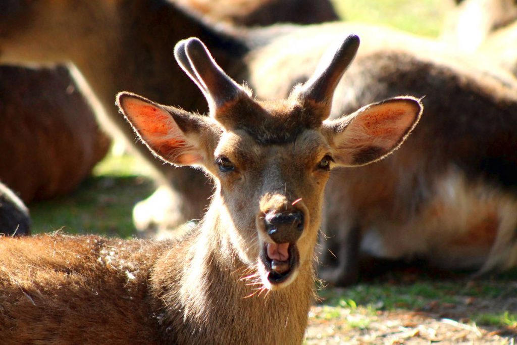 Day Trip to Nara: Itinerary + Travel Tips | Footsteps of a Dreamer