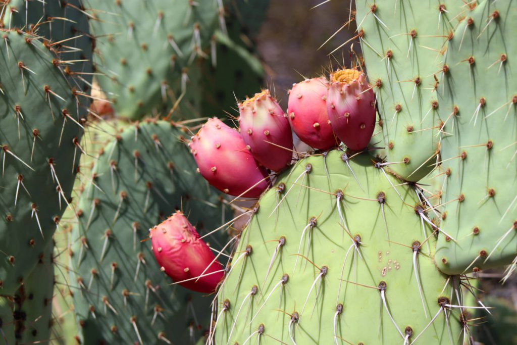 Desert Botanical Garden